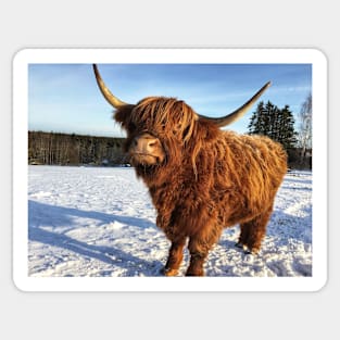 Scottish Highland Cattle Cow 2283 Sticker